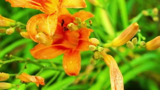 Orangefarbene Taglilien nach Regen. Blick von oben. — Stockvideo