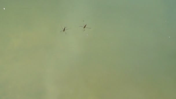 Water striders lopen op de vijver — Stockvideo