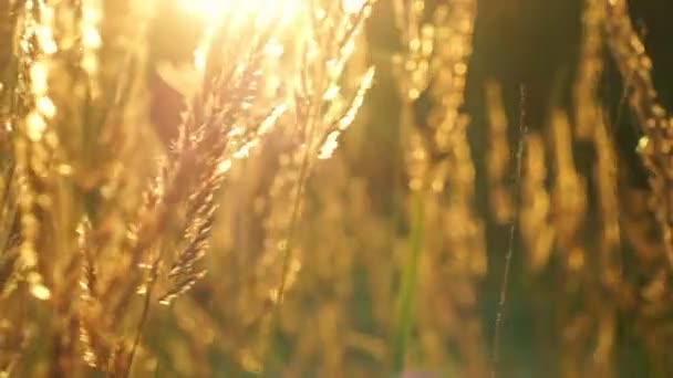 Stipa gräs vid solnedgången — Stockvideo