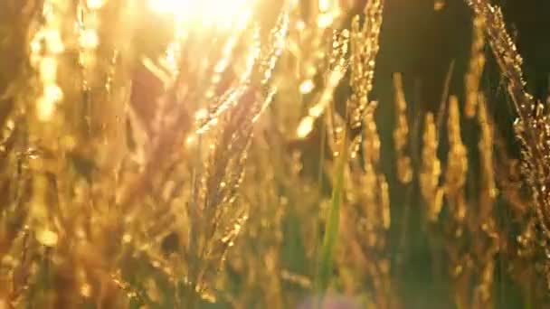 Schuifregelaar shot van een wild gras bij zonsondergang — Stockvideo