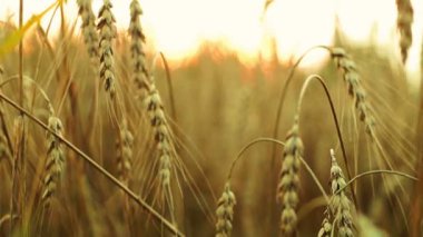 Gün batımında atmak buğday kulakları taşıma