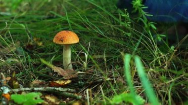 Genç kız kesme aspen ormanda mantar