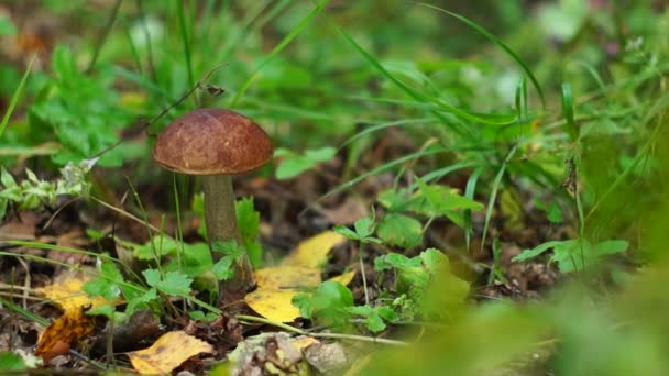 Збирання грибів у лісі — стокове відео
