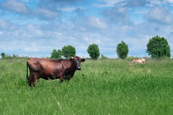 Brown cow grazing on the green forest — Stock Photo, Image