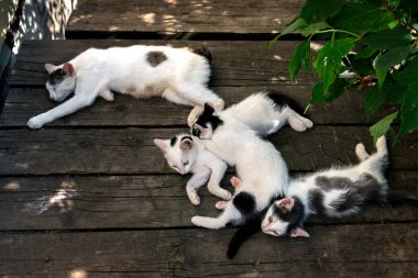 Yavru kediler dışarıdaki tahta tahtalarda annelerinin yanında uyurlar.