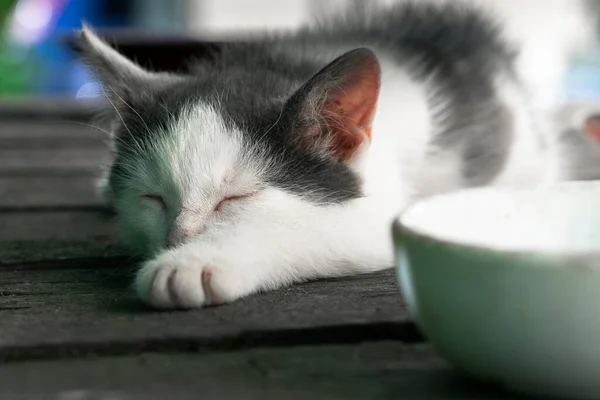 Tired cute little kitten sleeps near a bowl of milk after meals — Stock Photo, Image