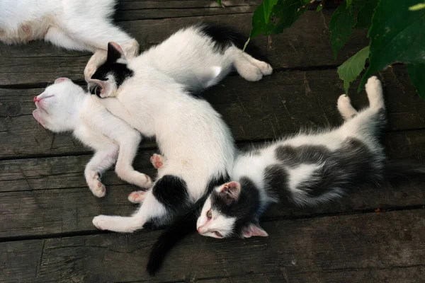 Søte hvite kattunger som sover sammen på treplankene utendørs – stockfoto