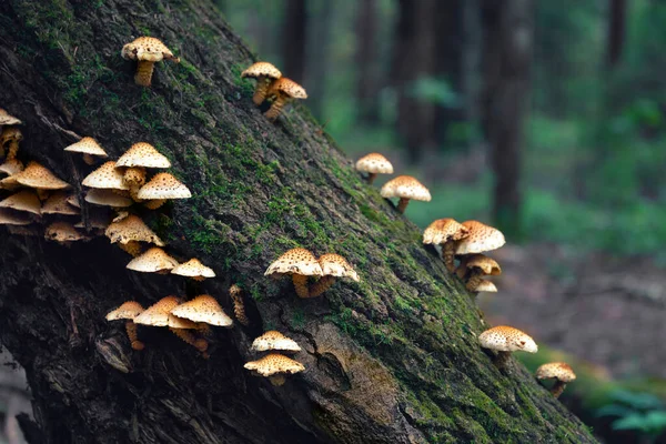 Las setas pequeñas crecen en el tronco del árbol en el bosque veraniego —  Fotos de Stock