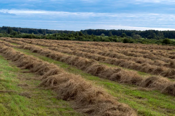 Fileiras de feno colhido no campo agrícola no campo — Fotografia de Stock