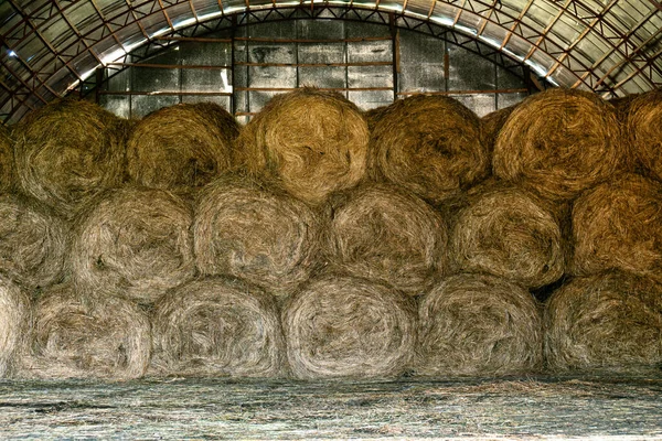 Fardos de feno sendo armazenados em um celeiro de lata velho no campo russo — Fotografia de Stock