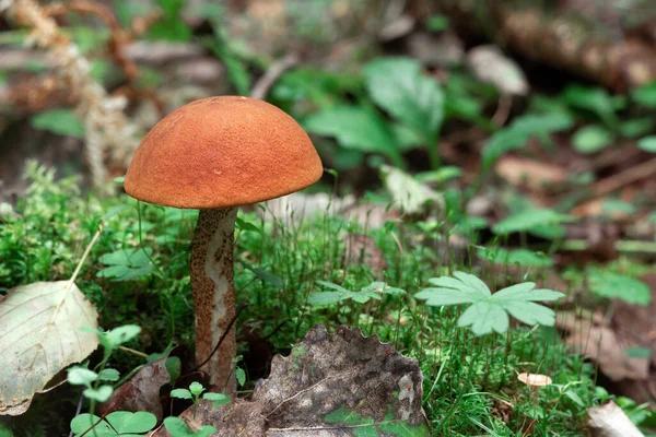 Champiñón Boletus de gorro naranja creciendo en el bosque —  Fotos de Stock