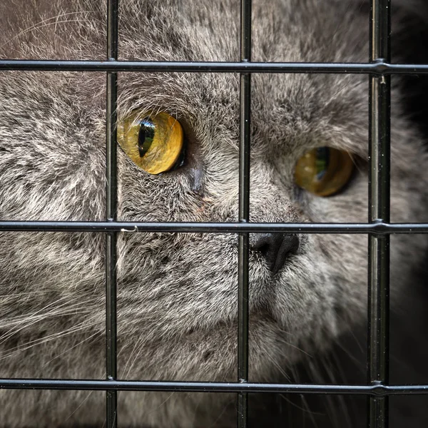 Face of a male british shorthair cat behind black metallic bars of a transportation cage for domestic animals close up