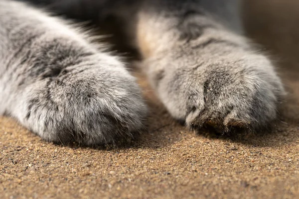 Patas Cinzentas Peludas Gato Britânico Shorthair Areia Livre Fechar — Fotografia de Stock