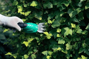 Bahçıvan bahçe makası kullanarak çalıları kesiyor.