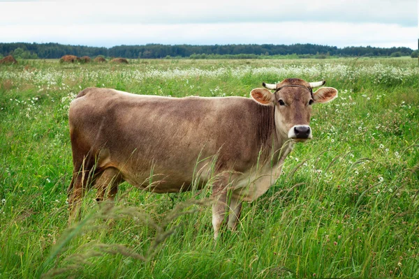 Cow stands on the green field in cloudy summer day — Stock Photo, Image