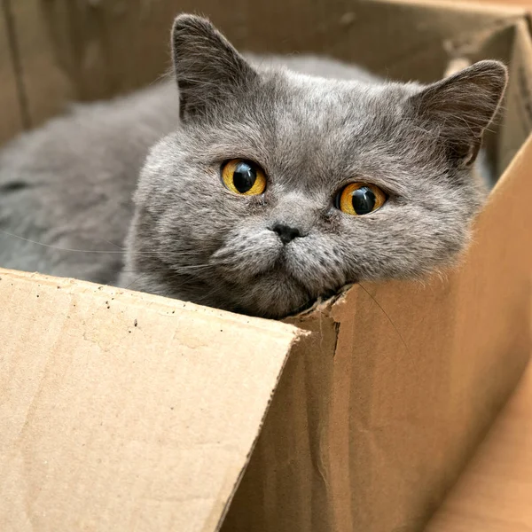 British shorthair cat lies in a cardboard box and looks at the camera — Stock Photo, Image