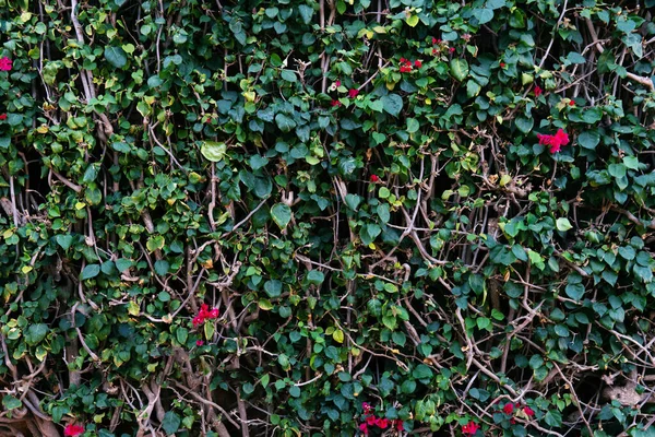 Fundo de ramos e folhas de um arbusto do Sul — Fotografia de Stock