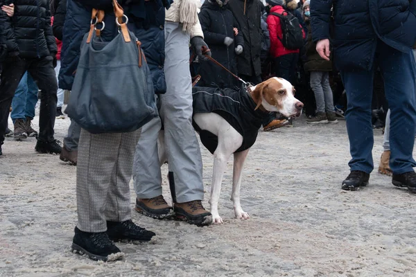 Vollblut Hund Der Leine Mit Seinem Besitzer Auf Der Politischen — Stockfoto