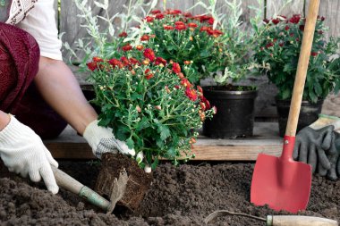 Baharda ya da yaz aylarında bahçede çiçek eken koruyucu bahçe eldivenleri giyen bir kadın. Bahçecilik ve bahçıvanlık