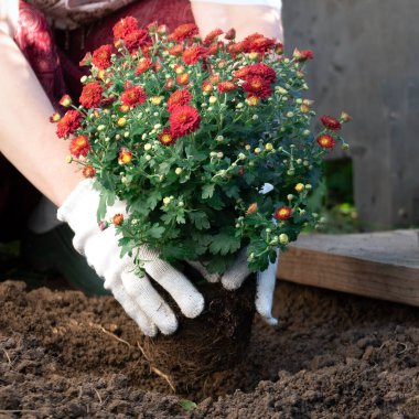 Baharda ya da yaz aylarında bahçeye kırmızı kasımpatı çiçekleri eken kadınların ellerini kapat. Bahçecilik ve bahçıvanlık
