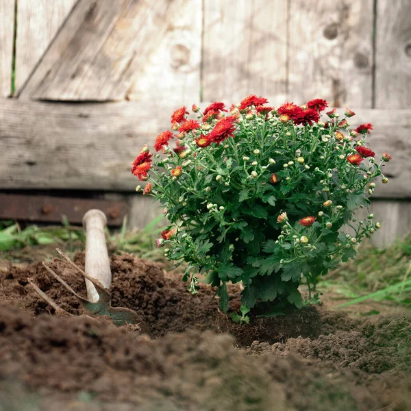 Посадка Червоних Хризантем Весняному Саду Дерев Яному Тлі — стокове фото