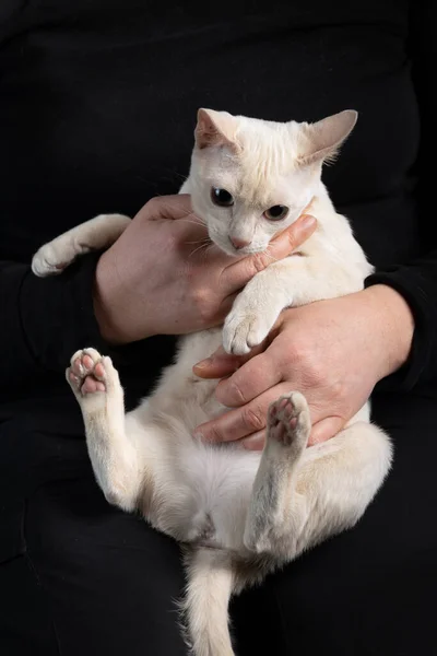 Young tonkinese cat of a fawn mink color in female hands on the dark black background — Stock Photo, Image