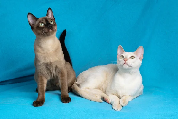 Mavi kumaş arka planda iki genç tonkin kedi yavrusu ve vizon kürk rengi.
