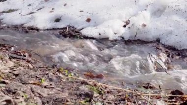 Ormanın arka planında karlı bahar akıntısı