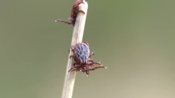 Group of blood-sucking mites crawling on a dry blade of grass outdoors macro — Stock Video