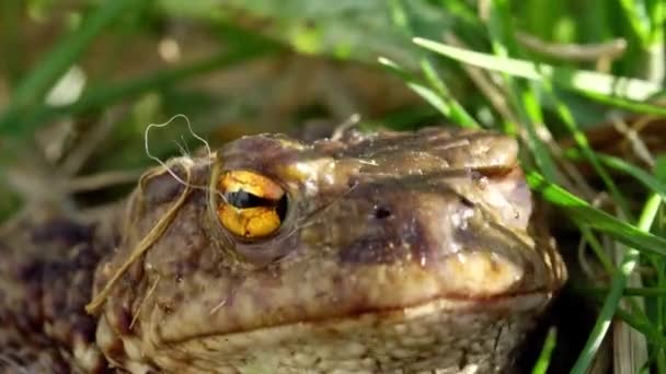 Macro disparo de una cara de sapo ranas sentado en la hierba verde al aire libre en la tarde soleada — Vídeo de stock