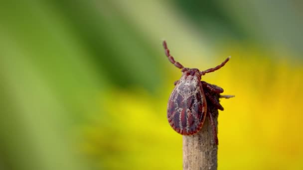 Male blood-sucking mite crawling on a dry blade of grass outdoors macro — Stock Video