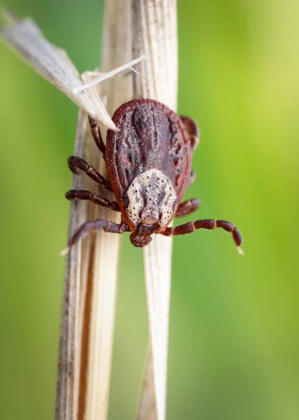 Vrouwelijke Bloedzuigende Mijt Een Teek Zittend Een Droog Gras Buiten — Stockfoto