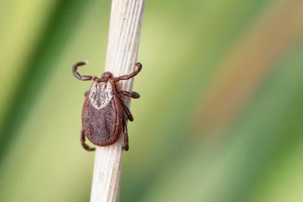 Weibliche Blutsauger Oder Eine Zecke Die Frühling Auf Einem Trockenen — Stockfoto