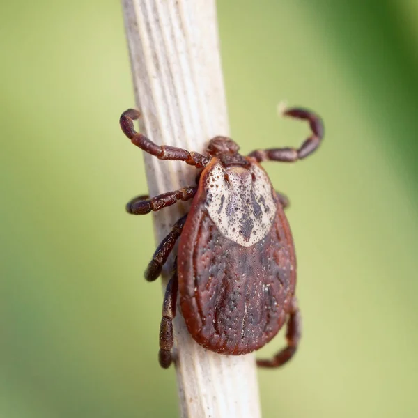 Hembra ácaro chupador de sangre en una hierba seca al aire libre macro —  Fotos de Stock