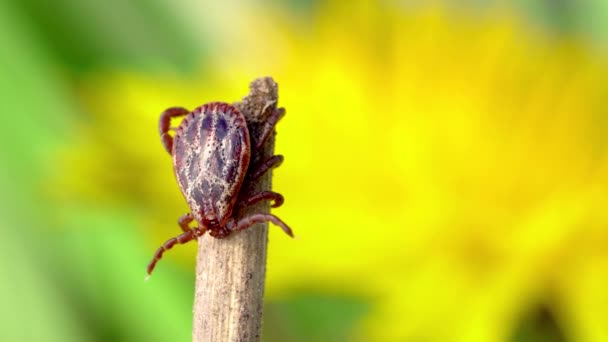 Ácaro chupador de sangre masculino en una hierba seca con un diente de león amarillo borroso en la macro de fondo — Vídeos de Stock