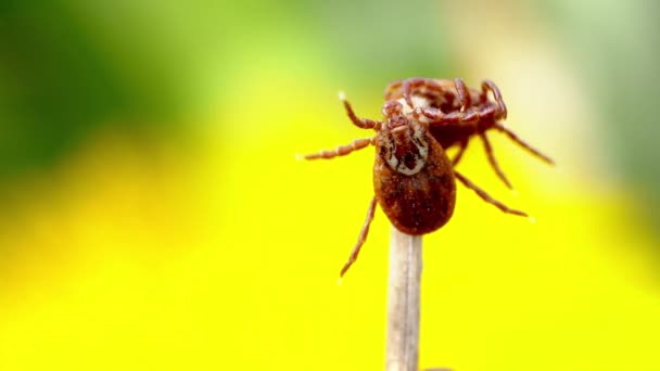 Les acariens suceurs de sang se battent sur une herbe sèche avec un pissenlit jaune flou sur le fond macro — Video