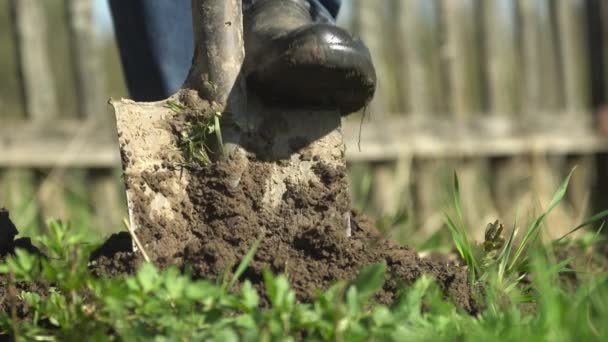 Homme en bottes en caoutchouc creuser lit de jardin sur un terrain de ménage — Video