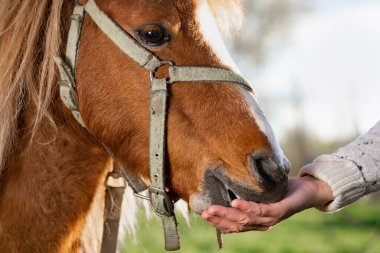 Kadın eli, açık havada midilli atını besler.