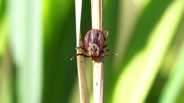 Mite crawling on a dry blade of grass outdoors macro — Stock Video