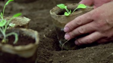 Bahçıvanın elleri turba kaplarına sebze tohumu ekiyor.
