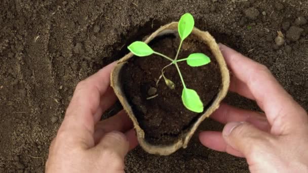 정원가는 손으로 가까이 붙어 있는 이탄 단지에 채소 묘목을 심는 모습 — 비디오