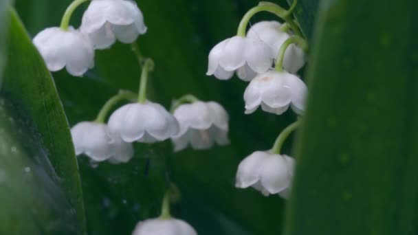 Lirio del valle flores con gotas de agua balanceándose en el viento — Vídeo de stock