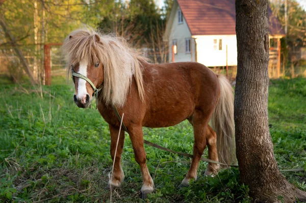 Pony caballo se encuentra cerca de un árbol con una casa de pueblo en el fondo — Foto de Stock