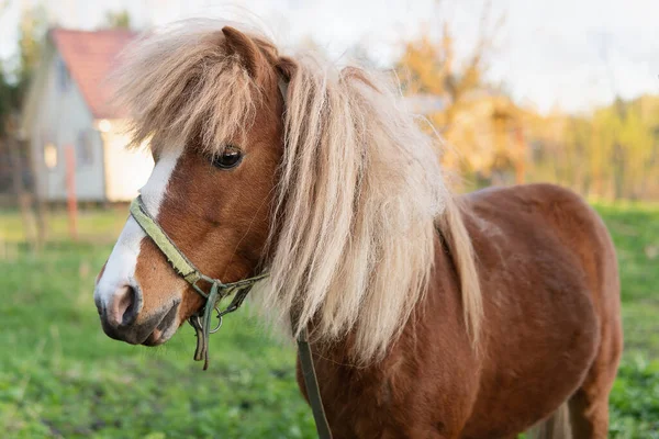 Cavalo de pônei fica em um pasto verde com uma casa de aldeia no fundo — Fotografia de Stock