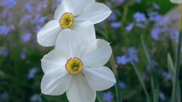 Blühende Narzissenblüten mit blauen Vergissmeinnicht auf dem Hintergrund, die im Wind schwanken — Stockvideo