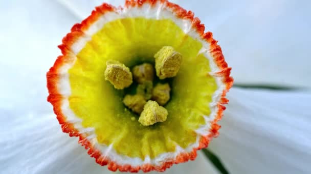 盛开的水仙花的雌蕊和雄蕊在风中摇曳 — 图库视频影像
