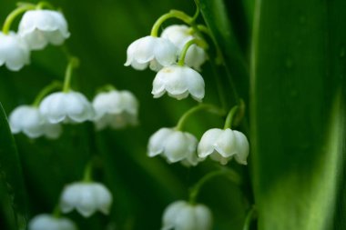 Vadinin çiçekli çiçeğinin makro fotoğrafı. Su damlaları ve yaz bahçesinde güneş ışığı ile aydınlatılmış..