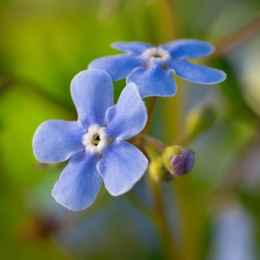 Bahar bahçesinde açmakta olan güzel mavi-beni-unutma-mavi-değil çiçeklerinin makro fotoğrafı