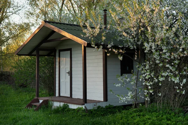 Klein Houten Landhuisje Met Bloeiende Kers Pruimenboom Lente Avond Buiten — Stockfoto