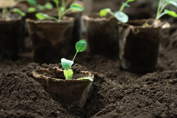 种植在泥炭盆里的蔬菜苗被埋在地里 — 图库照片